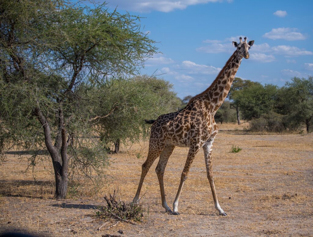 Uma girafa-masai caminha na savana seca e olha para a lente, com uma acácia à sua esquerda
