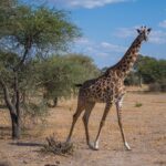Uma girafa-masai caminha na savana seca e olha para a lente, com uma acácia à sua esquerda