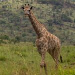 Uma girafa-sul-africana caminha de frente no capim alto e verde, com manchas castanho-claras de bordas irregulares e uma colina arborizada da cratera atrás dela