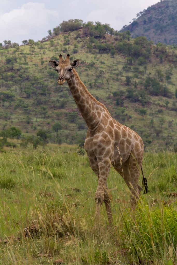 Uma girafa-sul-africana caminha de frente no capim alto e verde, com manchas castanho-claras de bordas irregulares e uma colina arborizada da cratera atrás dela