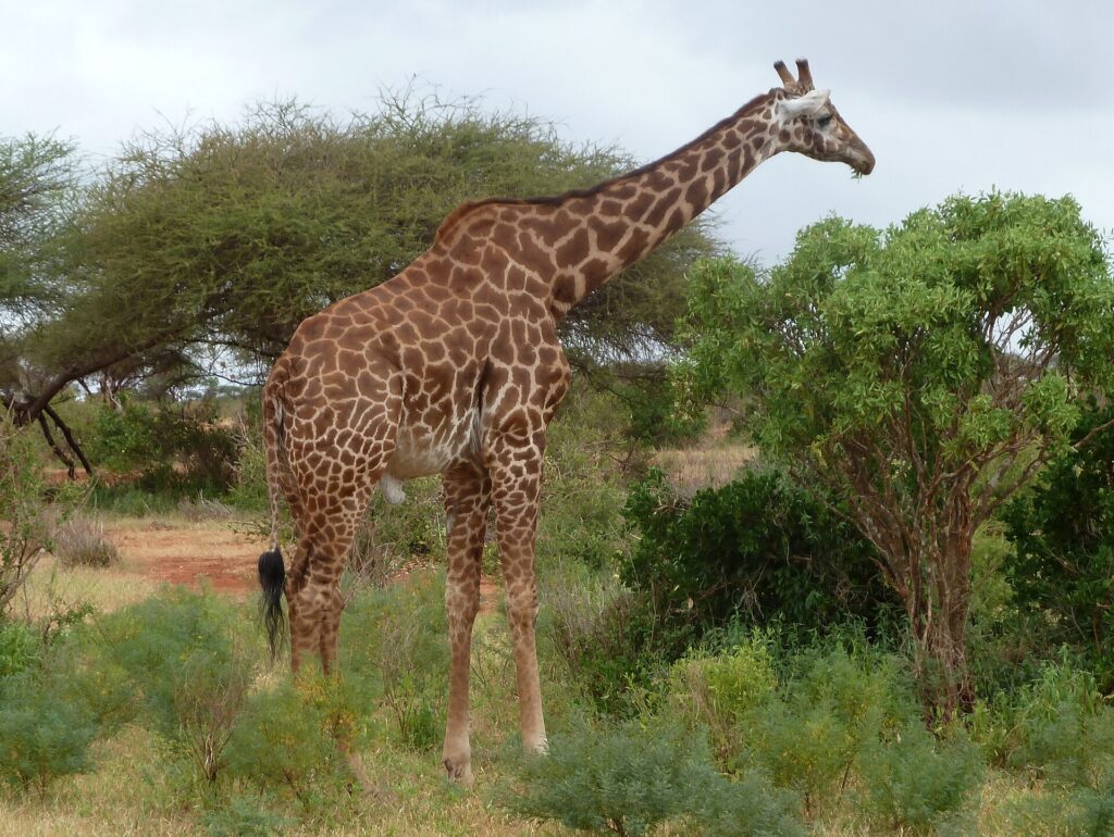 Uma girafa-masai de manchas recortadas, de perfil entre arbustos verdes e uma acácia, com uma trilha de terra vermelha à esquerda