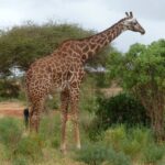Uma girafa-masai de manchas recortadas, de perfil entre arbustos verdes e uma acácia, com uma trilha de terra vermelha à esquerda