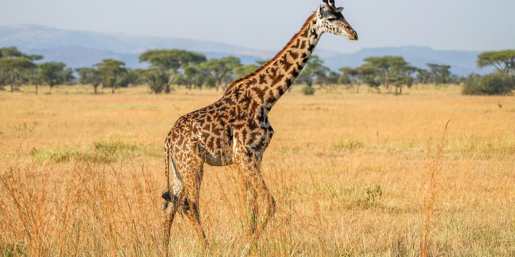 Uma girafa-masai caminha de perfil no capim alto e amarelo, com manchas escuras em forma de folhas recortadas, acácias-guarda-chuva e colinas azuis atrás