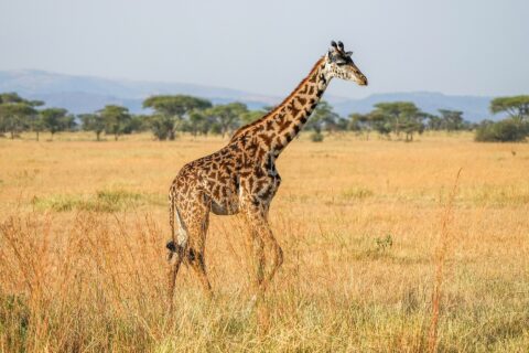 Uma girafa-masai caminha de perfil no capim alto e amarelo, com manchas escuras em forma de folhas recortadas, acácias-guarda-chuva e colinas azuis atrás