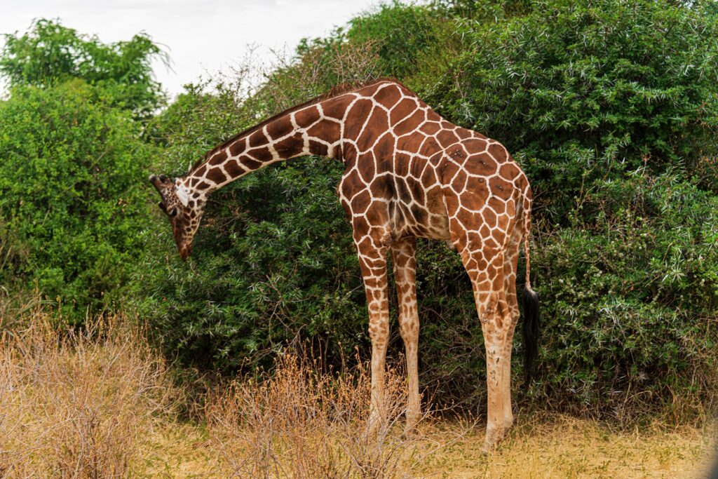 Uma girafa-reticulada inclina o longo pescoço para baixo para comer um arbusto verde, com a pelagem em rede castanho-avermelhada bem visível