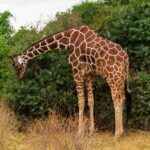 Uma girafa-reticulada inclina o longo pescoço para baixo para comer um arbusto verde, com a pelagem em rede castanho-avermelhada bem visível