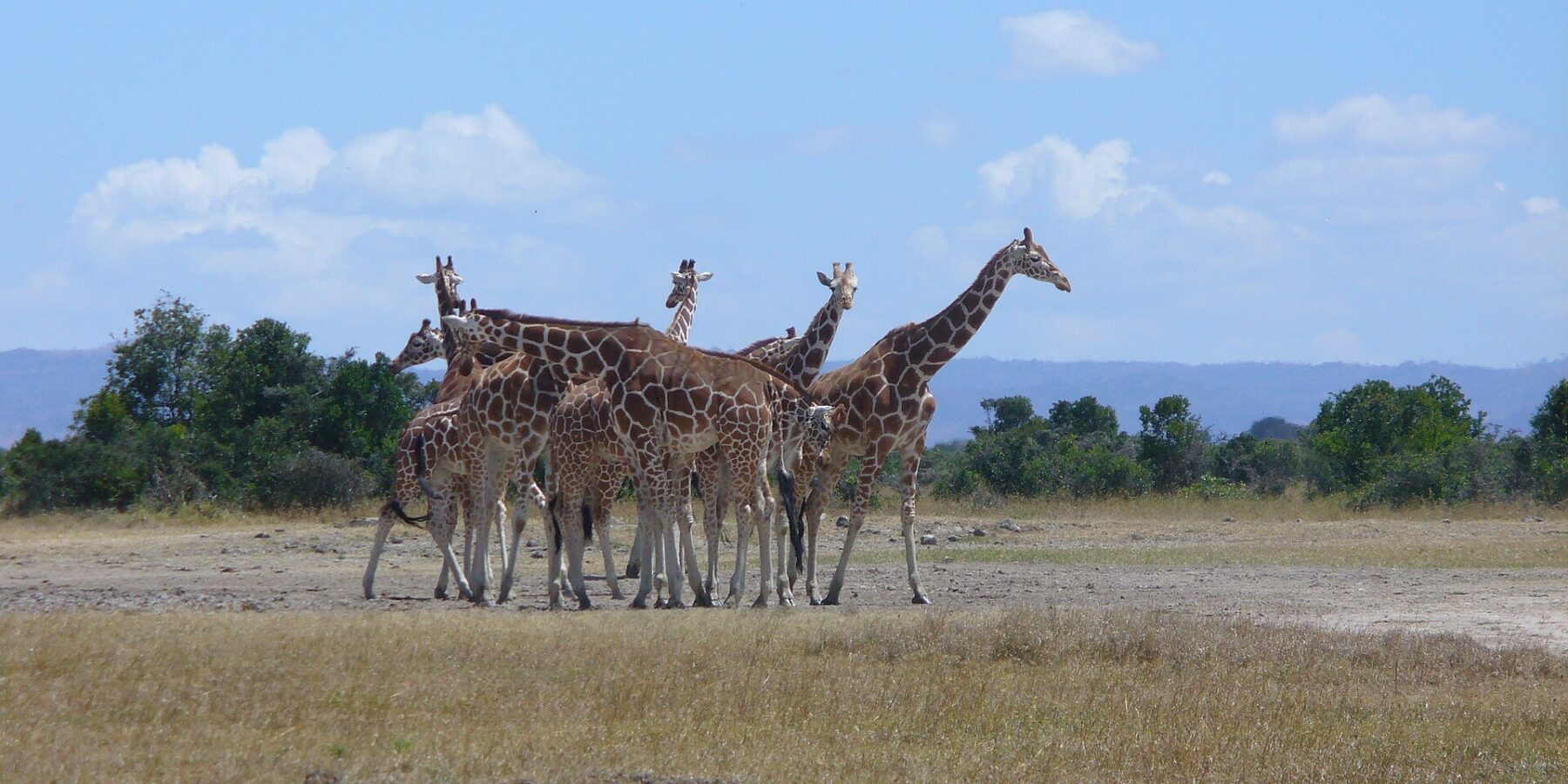 Seis girafas-reticuladas bem juntas em uma planície de capim seco, com manchas em polígonos nítidos, diante de uma fileira de árvores e colinas azuis