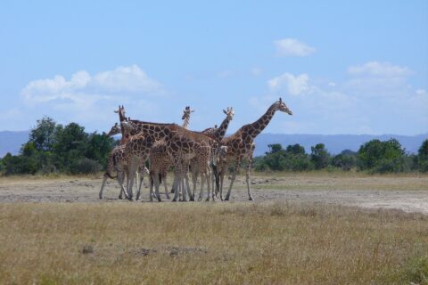Seis girafas-reticuladas bem juntas em uma planície de capim seco, com manchas em polígonos nítidos, diante de uma fileira de árvores e colinas azuis