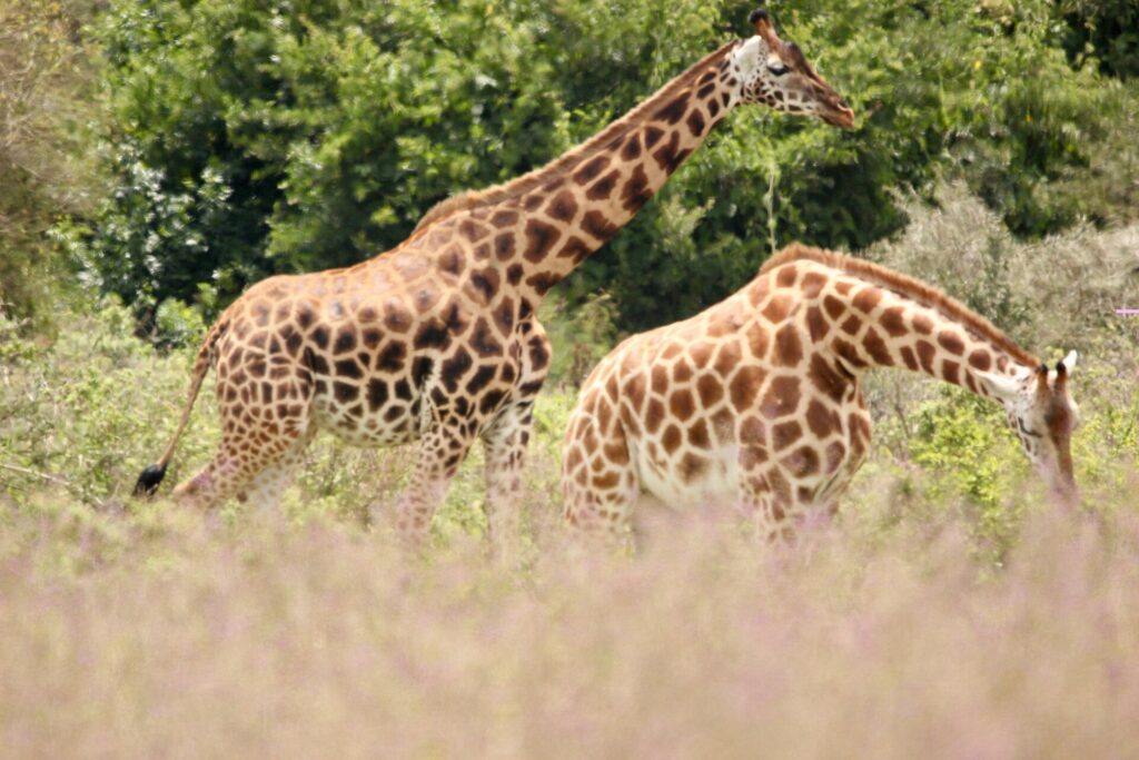 Duas girafas-de-rothschild, com as patas brancas abaixo do joelho, caminham no capim alto e rosado diante de arbustos verdes