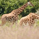 Duas girafas-de-rothschild, com as patas brancas abaixo do joelho, caminham no capim alto e rosado diante de arbustos verdes