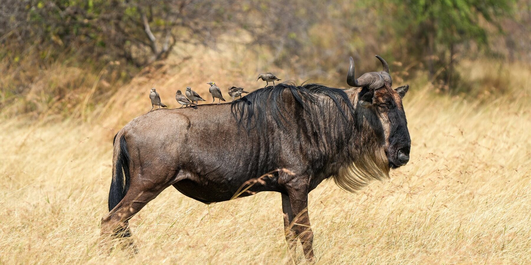 Um gnu de perfil no capim seco, de barba clara e crina preta, com seis estorninhos pousados no dorso