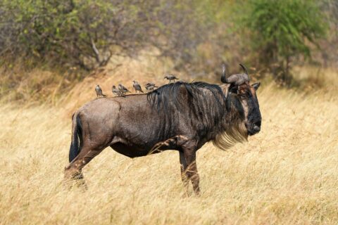 Um gnu de perfil no capim seco, de barba clara e crina preta, com seis estorninhos pousados no dorso