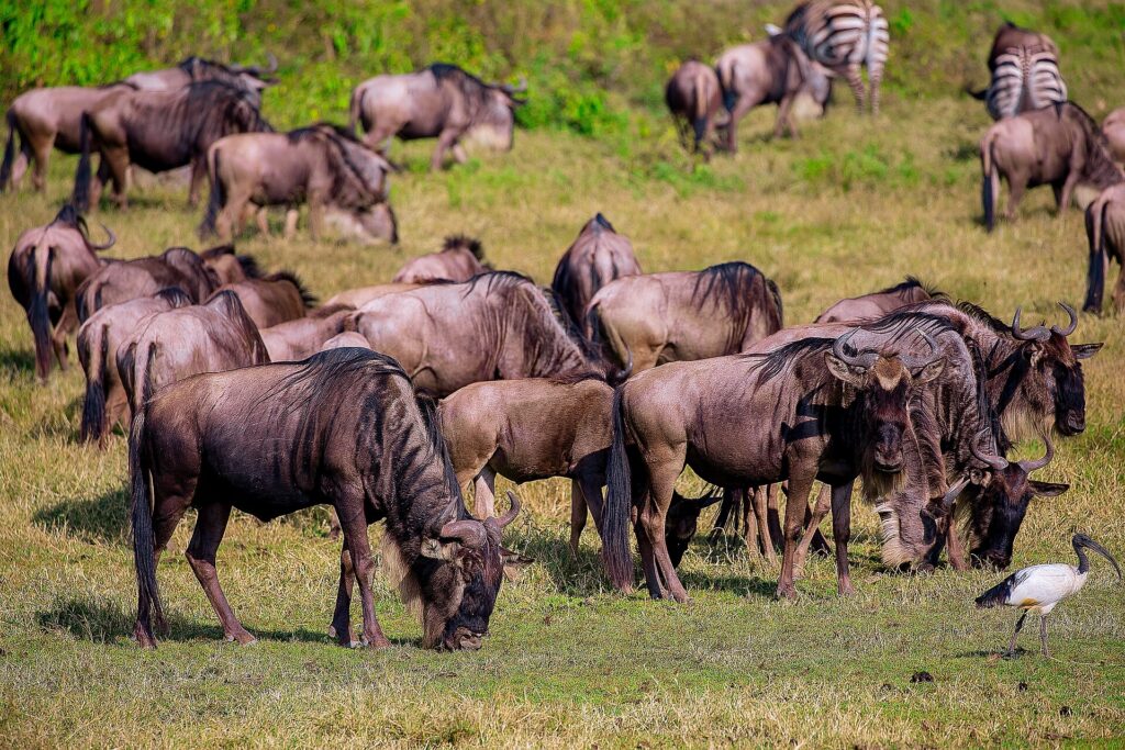 Uma manada de gnus pasta no capim verde, com duas zebras atrás e um íbis-sagrado em primeiro plano