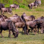 Uma manada de gnus pasta no capim verde, com duas zebras atrás e um íbis-sagrado em primeiro plano