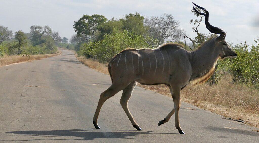 Um grande cudo macho atravessa devagar uma estrada asfaltada, com os chifres em espiral erguidos, o flanco cinza listrado de branco, capim seco e mato dos dois lados