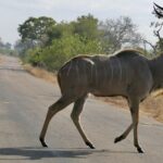 Um grande cudo macho atravessa devagar uma estrada asfaltada, com os chifres em espiral erguidos, o flanco cinza listrado de branco, capim seco e mato dos dois lados
