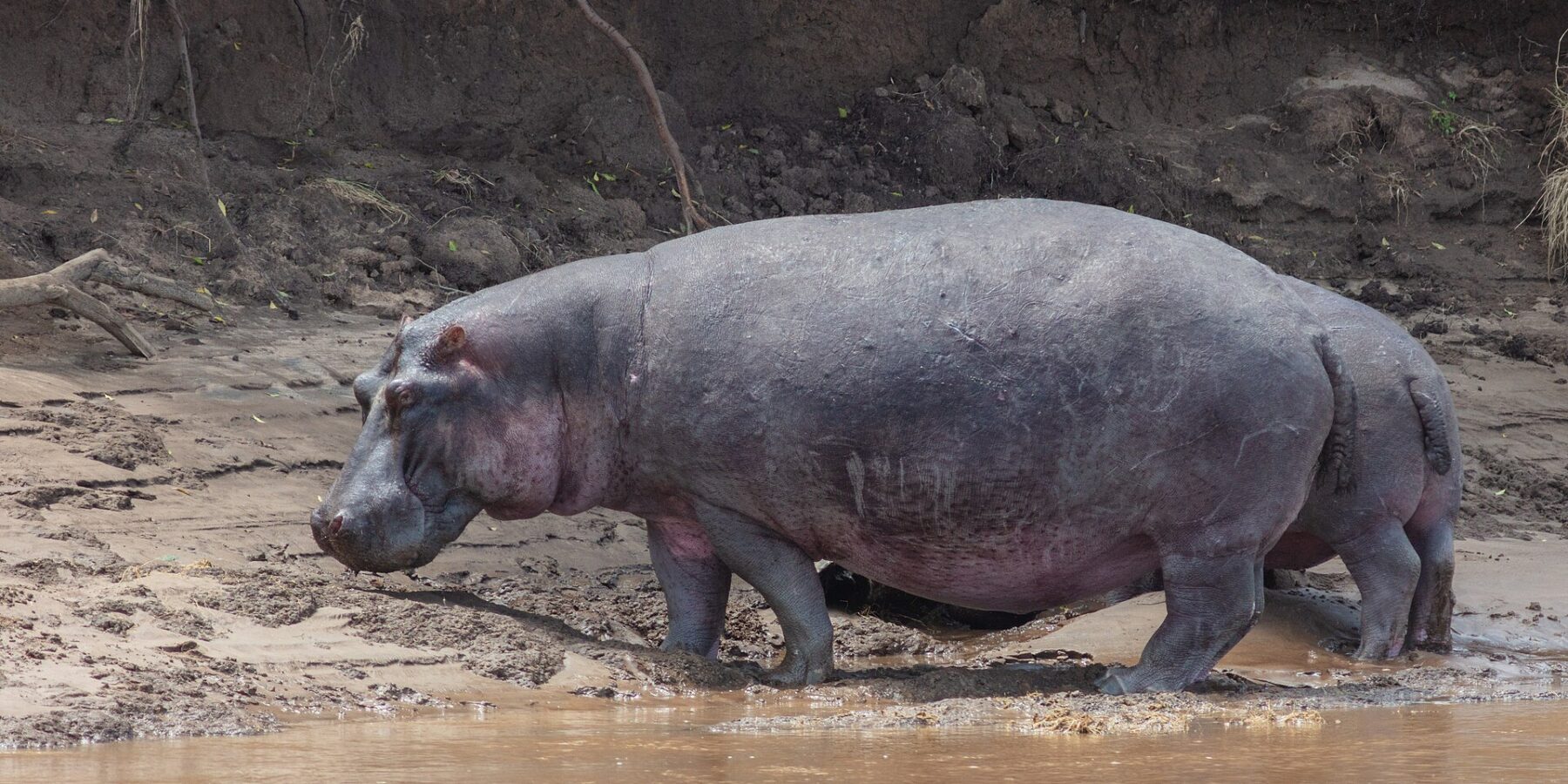 Um hipopótamo de perfil anda na margem de lama, à beira da água marrom, diante de um barranco de terra preta com raízes penduradas