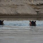 Dois hipopótamos mostram só os olhos e as orelhas acima da água do Rufiji, com uma margem de areia atrás