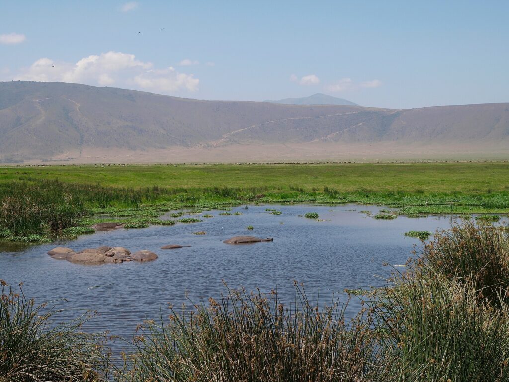 Hipopótamos submersos em uma lagoa cercada de juncos, com uma fila de gnus e o paredão da cratera ao fundo