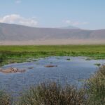 Hipopótamos submersos em uma lagoa cercada de juncos, com uma fila de gnus e o paredão da cratera ao fundo