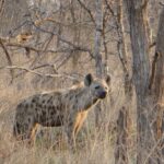 Uma hiena-malhada de pé no capim seco entre troncos nus, com a cabeça virada para a lente, na savana cinzenta do inverno