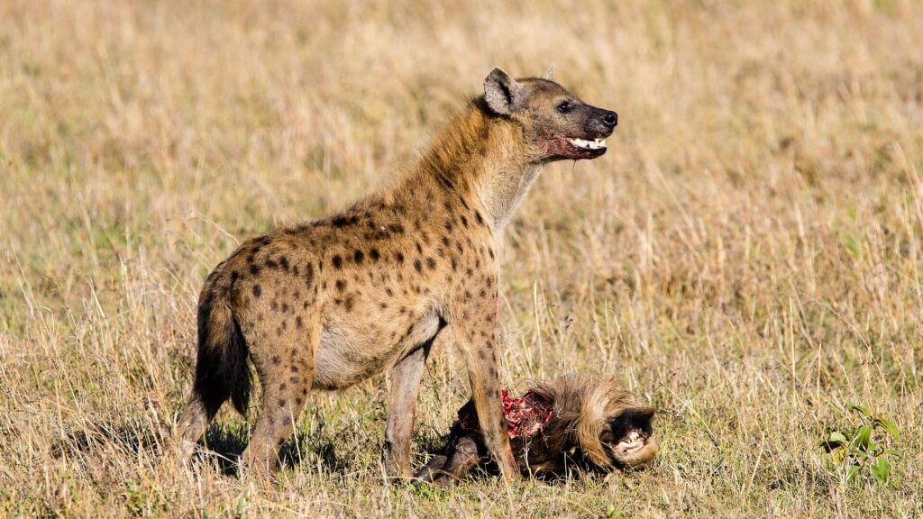 Uma hiena-malhada de pé sobre a cabeça de um gnu, com o focinho manchado de sangue e a boca entreaberta, no capim seco