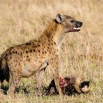 Uma hiena-malhada de pé sobre a cabeça de um gnu, com o focinho manchado de sangue e a boca entreaberta, no capim seco