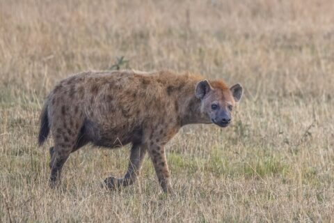 Uma hiena-malhada caminha de perfil no capim seco e vira a cabeça para a câmera, de dorso inclinado e orelhas redondas