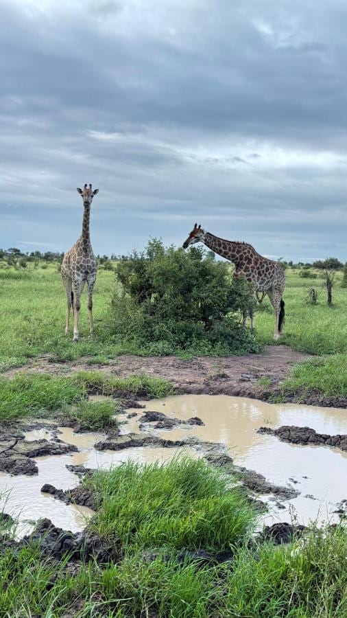 Duas girafas na savana verde, perto de uma poça d'água, sob um céu cinzento