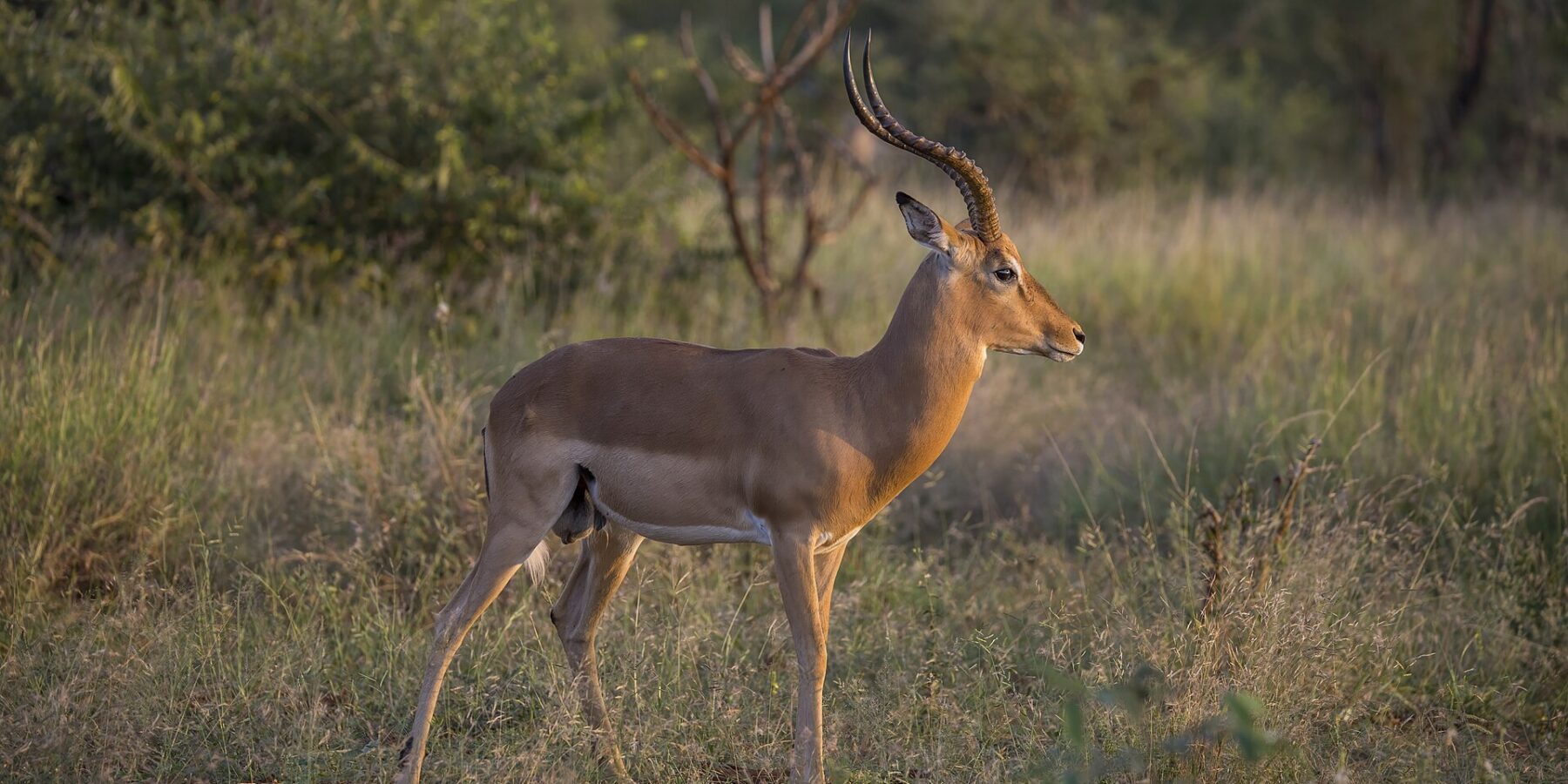 Um impala macho de perfil na luz dourada do fim da tarde, com os chifres anelados em forma de lira, o dorso avermelhado, a barriga branca e os tufos pretos acima dos cascos traseiros