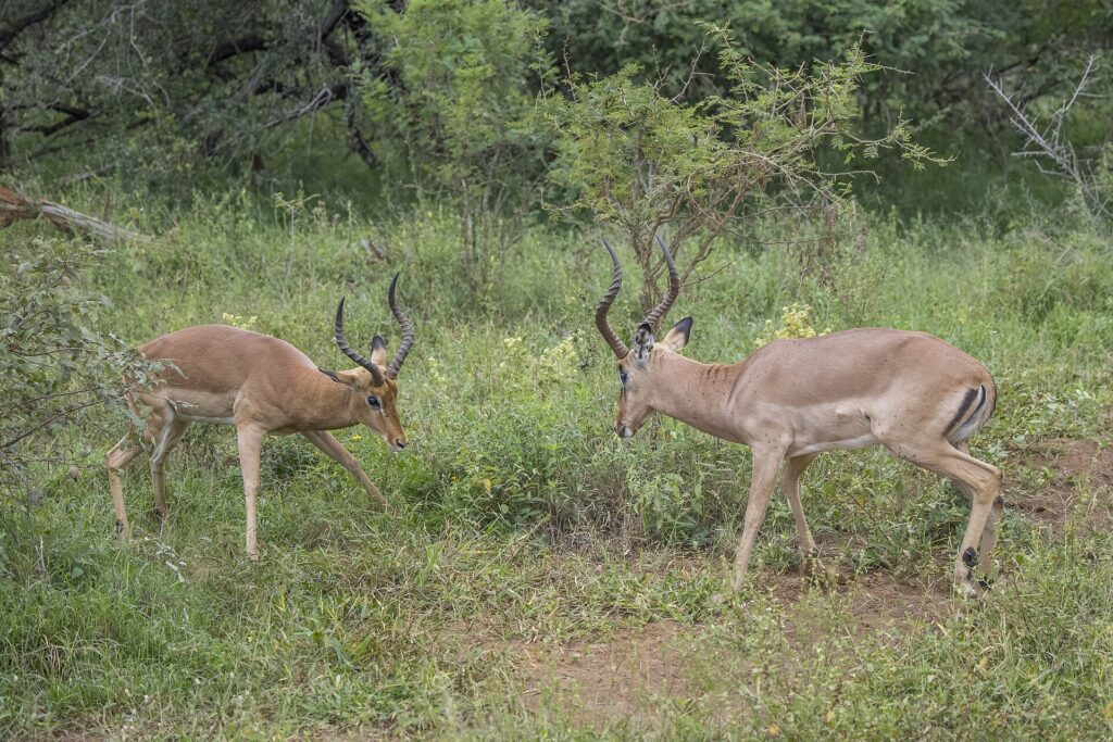 Dois impalas machos frente a frente na vegetação verde, de cabeça baixa e com os chifres em lira prontos para se chocar