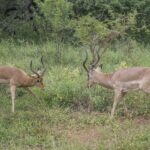 Dois impalas machos frente a frente na vegetação verde, de cabeça baixa e com os chifres em lira prontos para se chocar
