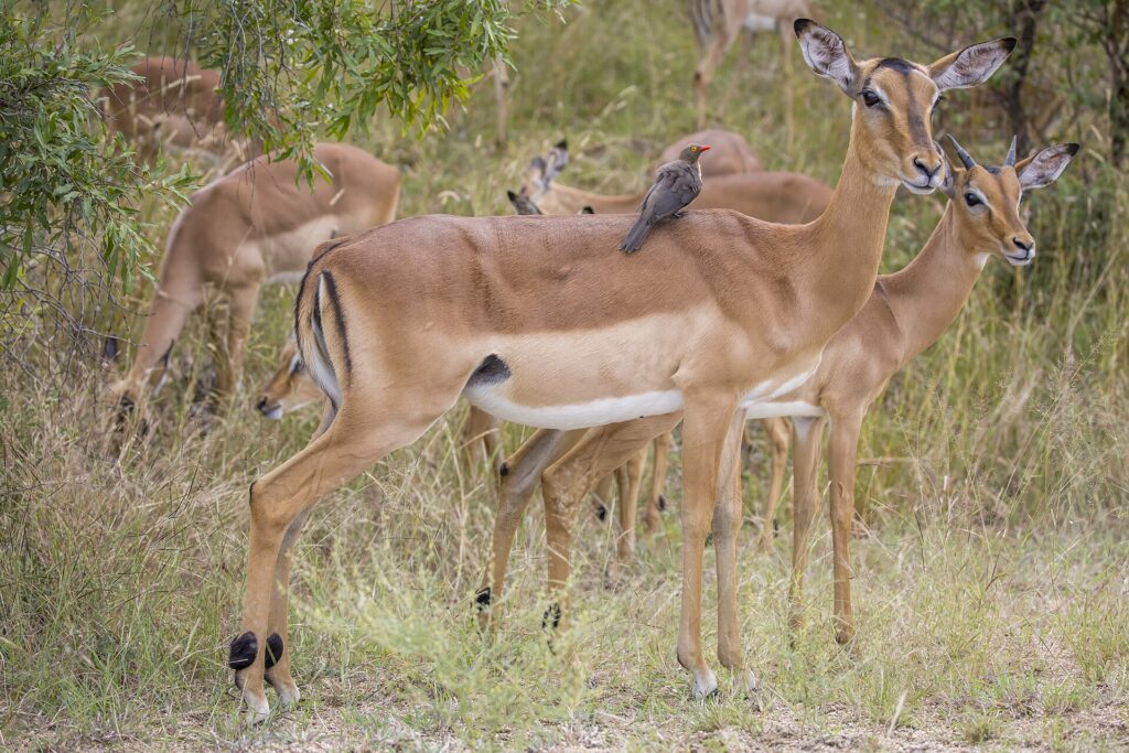 Uma fêmea de impala com um pica-boi-de-bico-vermelho pousado no dorso, um macho jovem ao lado e a manada pastando atrás no mato verde, com as listras pretas da garupa bem visíveis