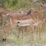 Uma fêmea de impala com um pica-boi-de-bico-vermelho pousado no dorso, um macho jovem ao lado e a manada pastando atrás no mato verde, com as listras pretas da garupa bem visíveis