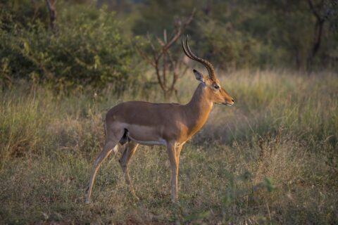 Um impala macho de perfil na luz dourada do fim da tarde, com os chifres anelados em forma de lira, o dorso avermelhado, a barriga branca e os tufos pretos acima dos cascos traseiros
