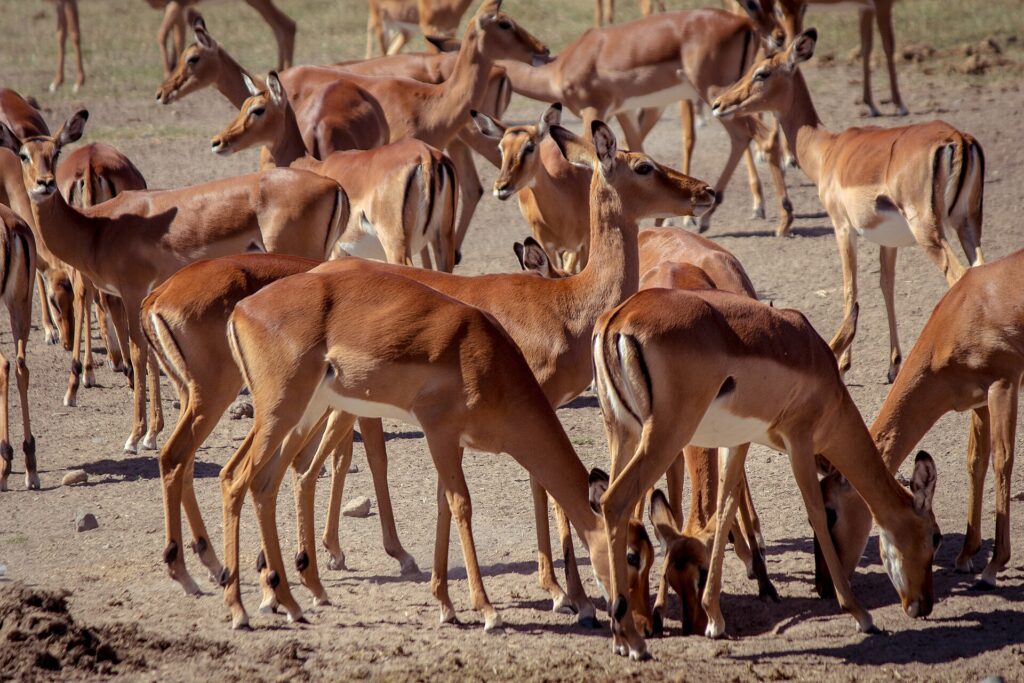Uma manada compacta de fêmeas de impala de pelagem ruiva e branca, de pé ou de cabeça baixa na terra seca