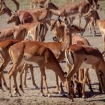 Uma manada compacta de fêmeas de impala de pelagem ruiva e branca, de pé ou de cabeça baixa na terra seca