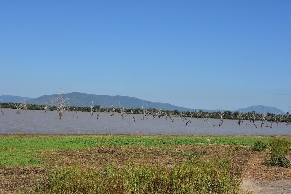 Árvores mortas de pé na água marrom de um lago, com colinas azuis no horizonte e uma margem de capim verde