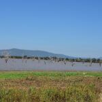 Árvores mortas de pé na água marrom de um lago, com colinas azuis no horizonte e uma margem de capim verde