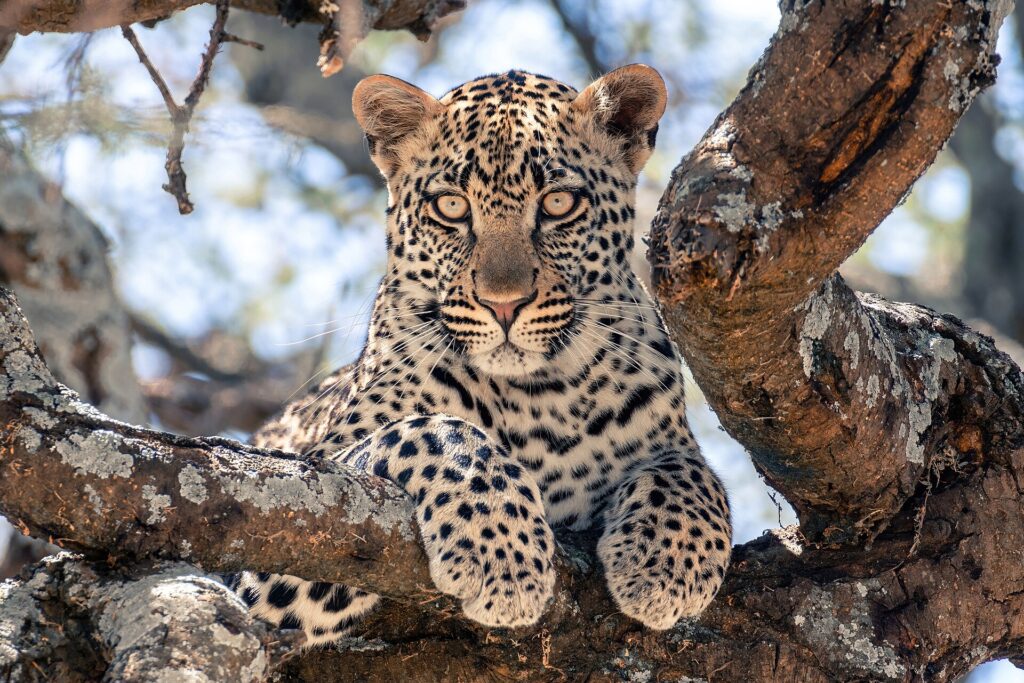 Um leopardo jovem deitado em um galho grosso de árvore olha direto para a lente