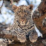 Um leopardo jovem deitado em um galho grosso de árvore olha direto para a lente