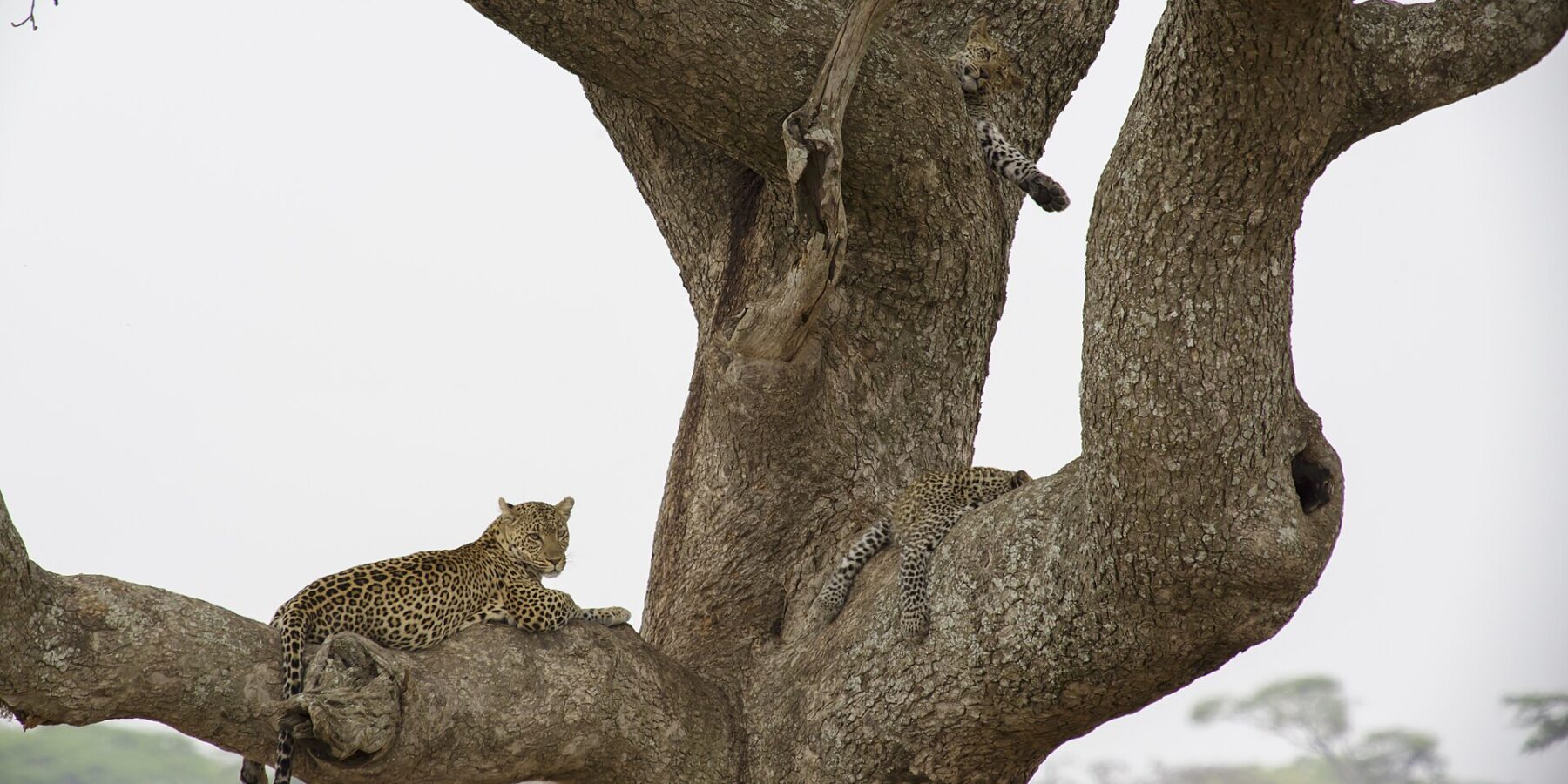 Dois leopardos numa árvore grande: um, deitado num galho grosso, olha ao longe, e um jovem acima deixa uma pata pendurada