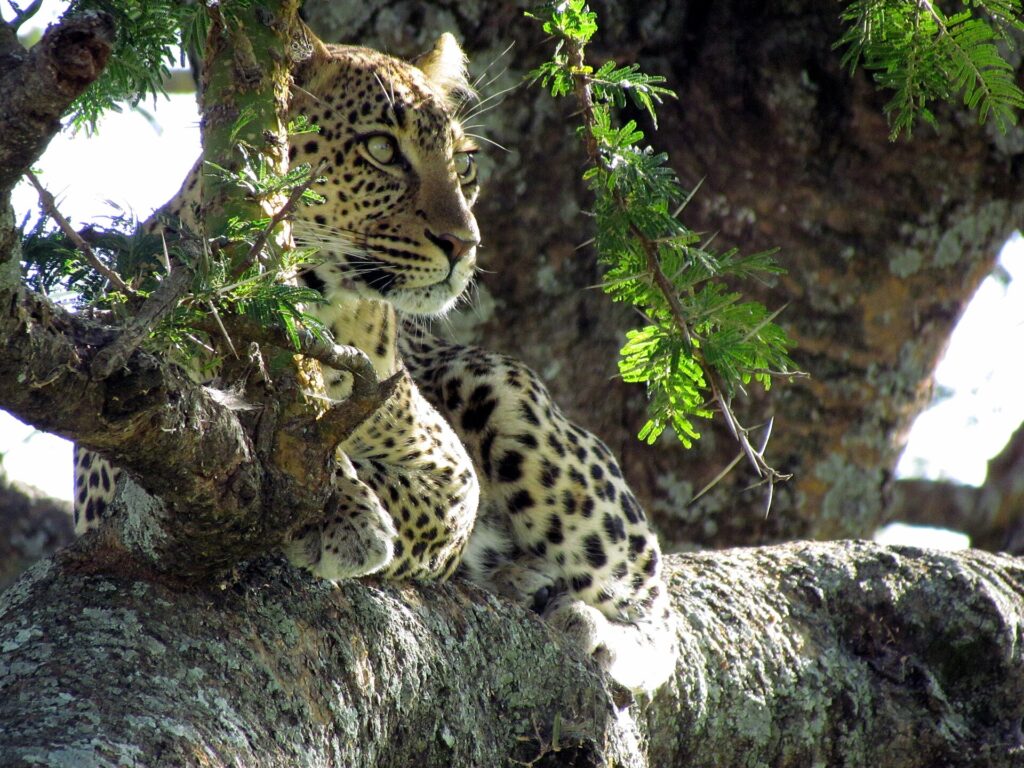 Um leopardo deitado na forquilha de uma acácia olha para a esquerda, com as manchas pretas nítidas na pelagem clara