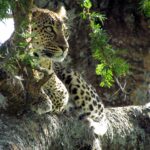 Um leopardo deitado na forquilha de uma acácia olha para a esquerda, com as manchas pretas nítidas na pelagem clara