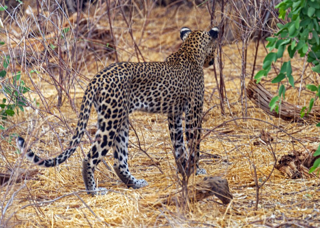 Um leopardo visto de costas se afasta no capim seco entre arbustos sem folhas, com a cauda erguida em curva