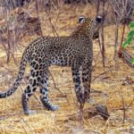Um leopardo visto de costas se afasta no capim seco entre arbustos sem folhas, com a cauda erguida em curva