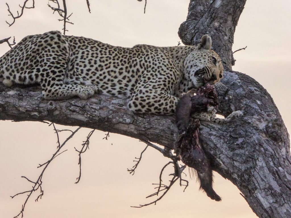 Um leopardo deitado de corpo inteiro em um galho grosso ao entardecer segura na boca uma presa de pelagem escura, com o céu rosado atrás dos galhos nus
