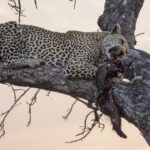 Um leopardo deitado de corpo inteiro em um galho grosso ao entardecer segura na boca uma presa de pelagem escura, com o céu rosado atrás dos galhos nus