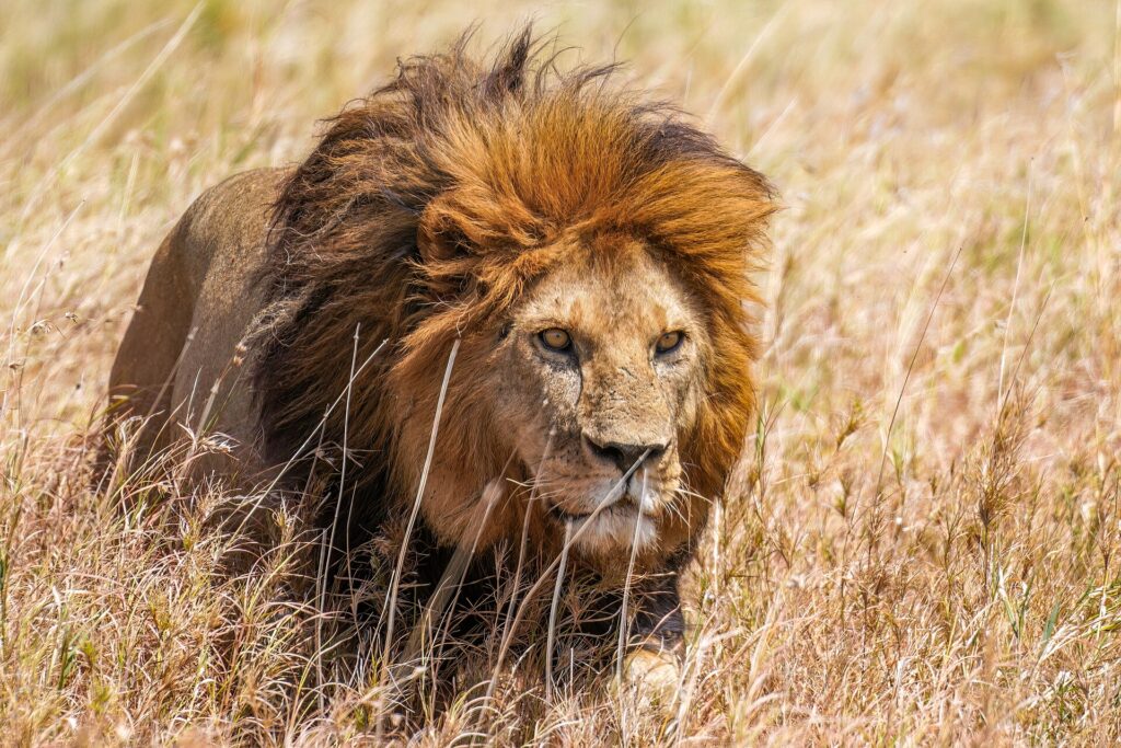 Um leão de juba ruiva avança no capim alto e seco, com o olhar fixo à sua direita