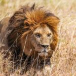 Um leão de juba ruiva avança no capim alto e seco, com o olhar fixo à sua direita